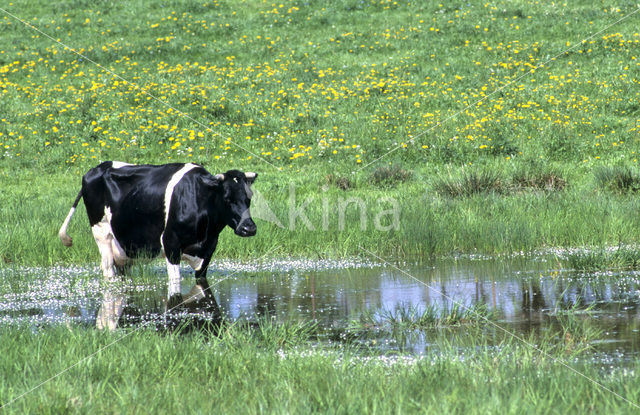 Fries hollandse zwartbonte Koe (Bos domesticus)