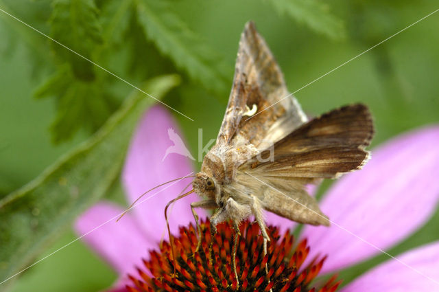 Gamma-uil (Autographa gamma)