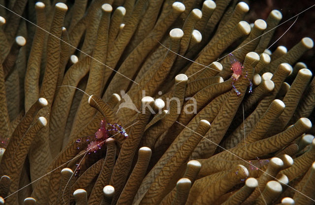 Anemone Shrimp (Periclimenes tosaensis)