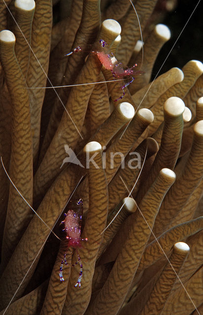 Anemone Shrimp (Periclimenes tosaensis)