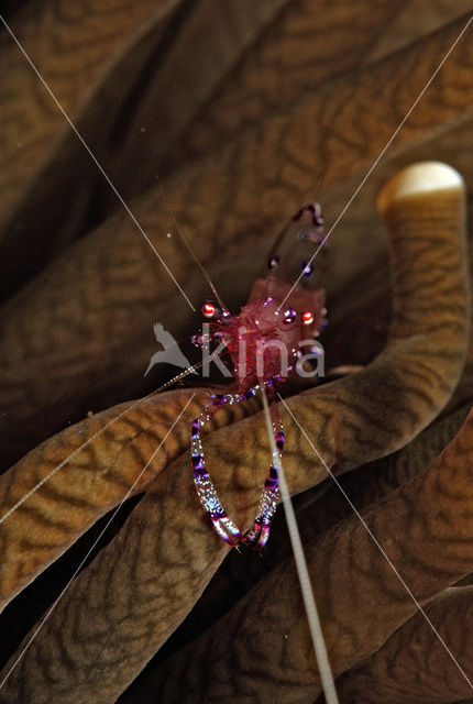 Anemone Shrimp (Periclimenes tosaensis)