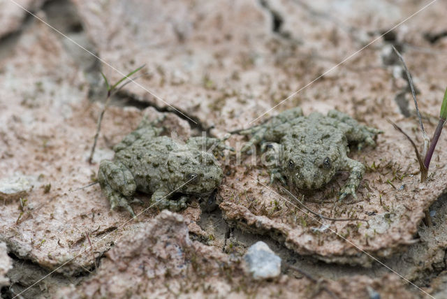 Geelbuikvuurpad (Bombina variegata)