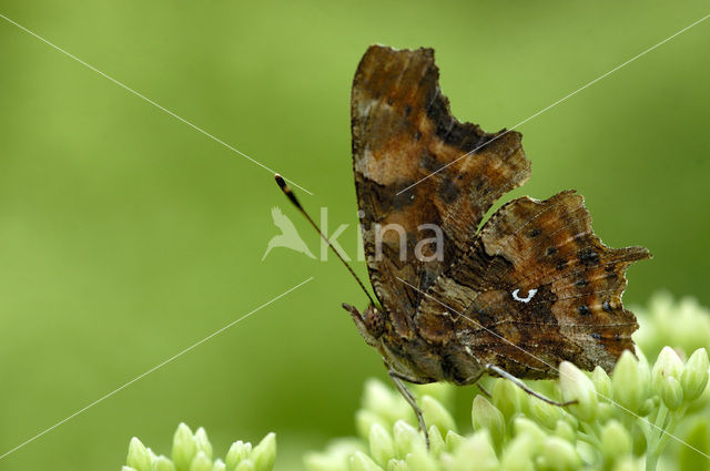 Gehakkelde aurelia (Polygonia c-album)