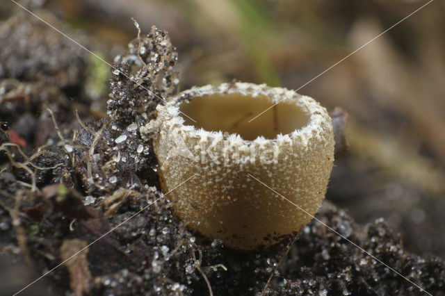 Gekarteld leemkelkje (Tarzetta catinus)