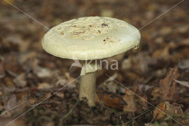 Gele knolamaniet (Amanita citrina)