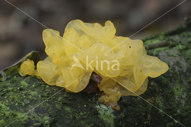 Gele trilzwam (Tremella mesenterica)