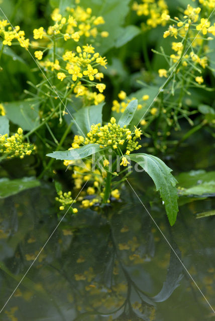 Gele waterkers (Rorippa amphibia)