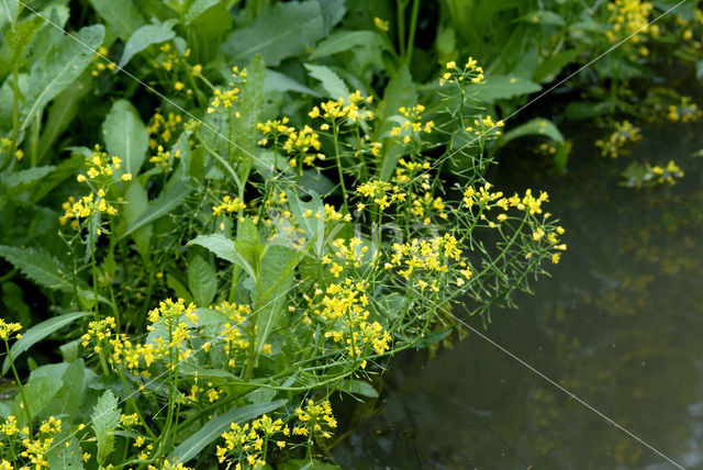 Great Yellow-cress (Rorippa amphibia)