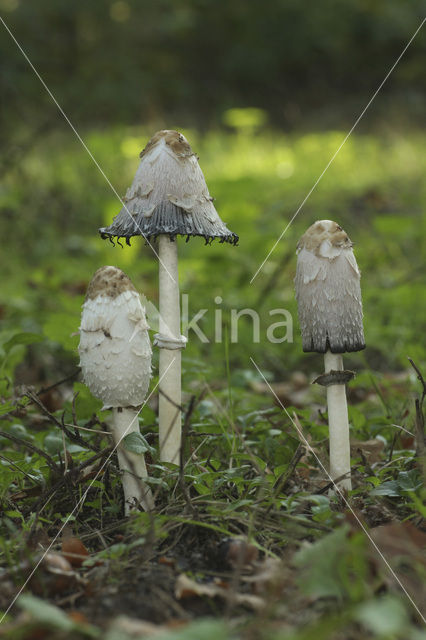 Geschubde inktzwam (Coprinus comatus)