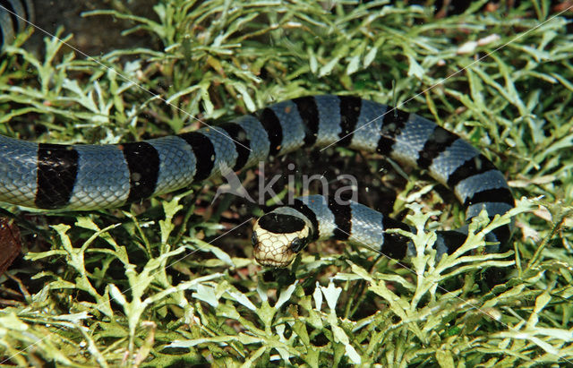 Banded sea krait