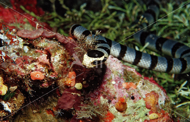 Banded sea krait