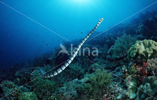 Banded sea krait