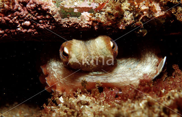 Common Octopus (Octopus vulgaris)