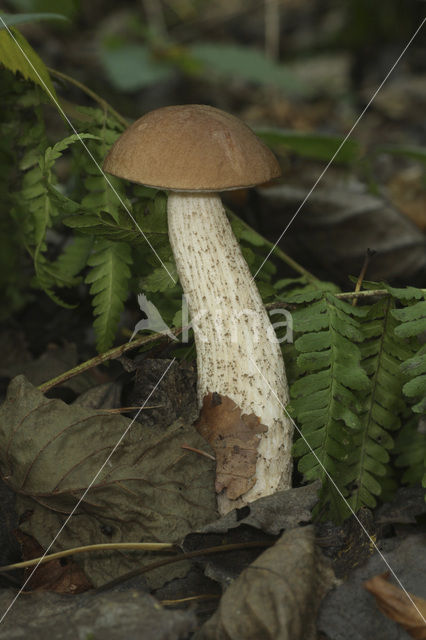 Bronw birch bolete (Leccinum scabrum)