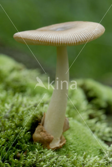 Stubby Rosegill (Volvariella gloiocephala var. speciosa)