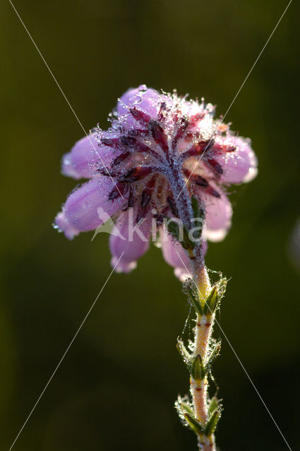 Cross-leaved Heather (Erica tetralix)