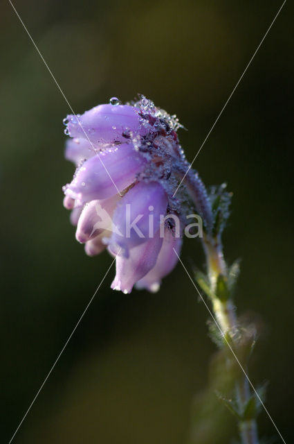 Cross-leaved Heather (Erica tetralix)