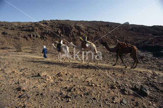 Bactrian Camel