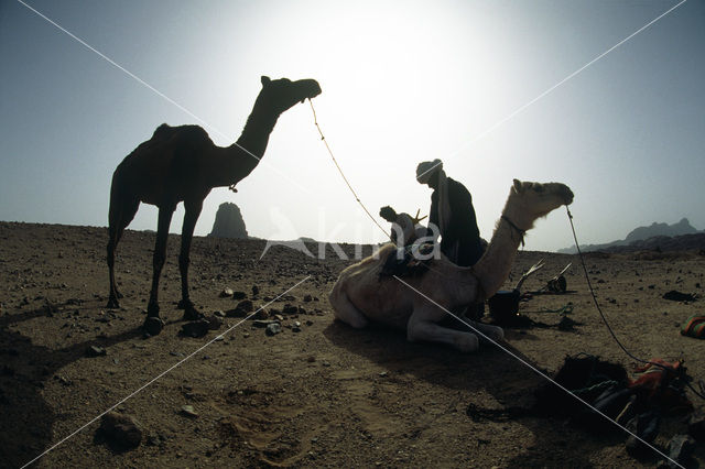 Bactrian Camel