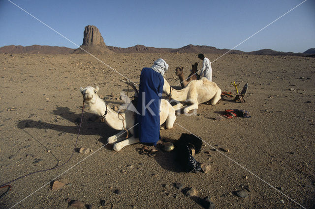 Bactrian Camel