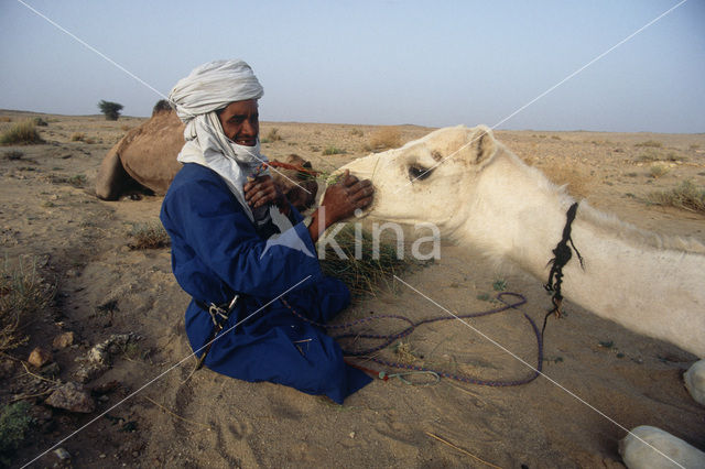 Gewone kameel (Camelus ferus)