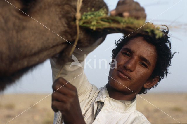 Bactrian Camel