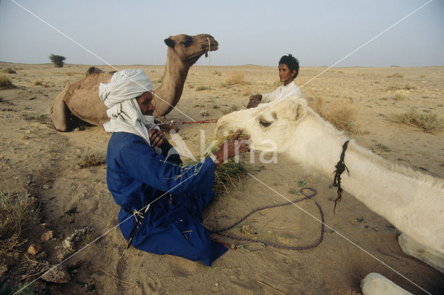 Bactrian Camel