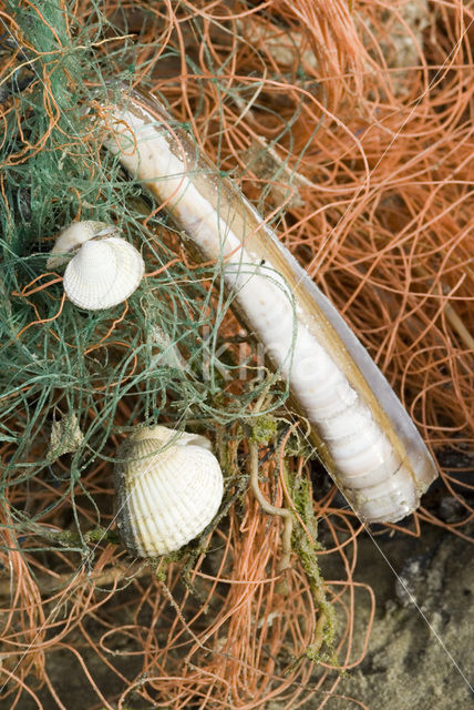 Common Cockle (Cerastoderma edule)