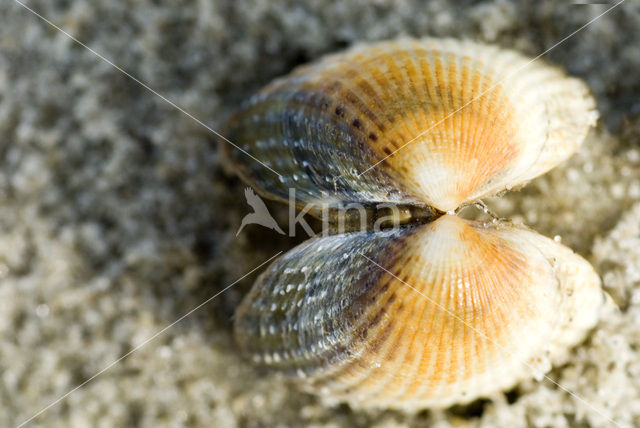 Common Cockle (Cerastoderma edule)