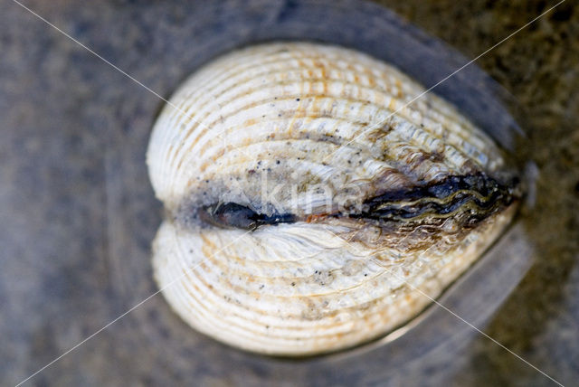 Common Cockle (Cerastoderma edule)