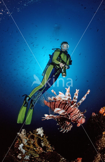 lionfish (Pterois volitans)