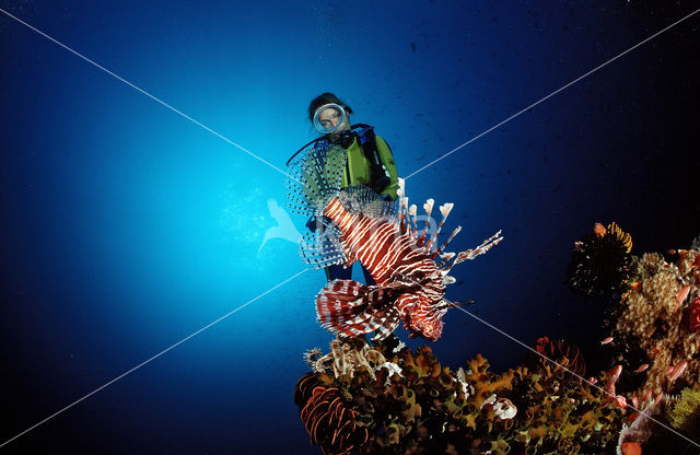 Gewone Koraalduivel (Pterois volitans)