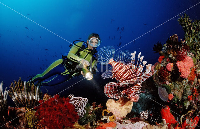 lionfish (Pterois volitans)