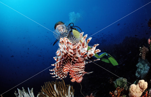 lionfish (Pterois volitans)