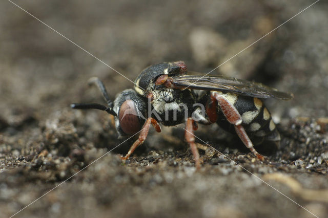 Gewone viltbij (Epeolus variegatus)