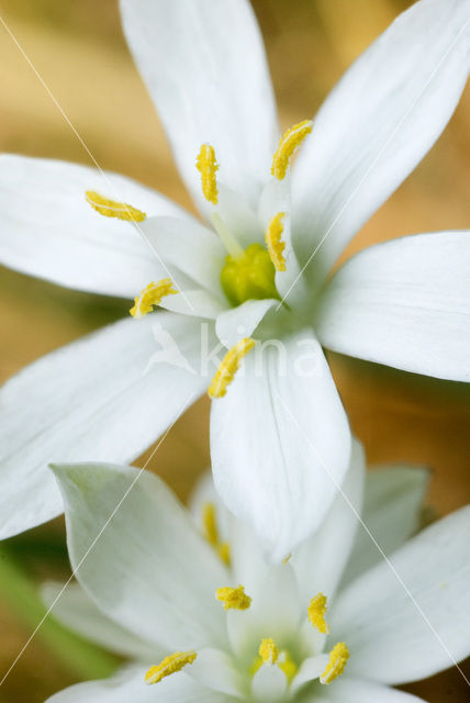 Gewone vogelmelk (Ornithogalum umbellatum)