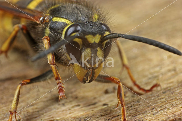 Gewone wesp (Vespula vulgaris)