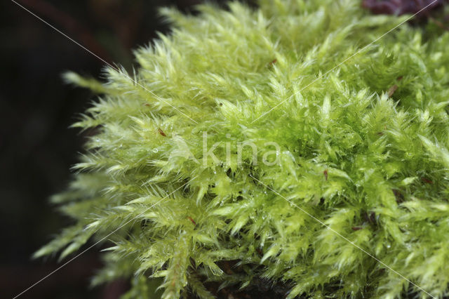 Rough-stalked Feather-moss (Brachythecium rutabulum)