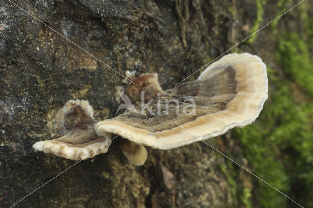 Gewoon elfenbankje (Trametes versicolor)