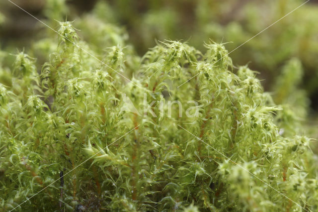 Springy Turf-moss (Rhytidiadelphus squarrosus)