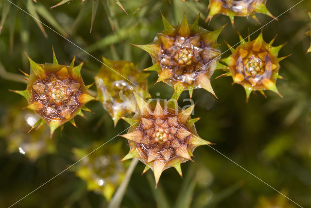 haircap moss (Polytrichum commune)