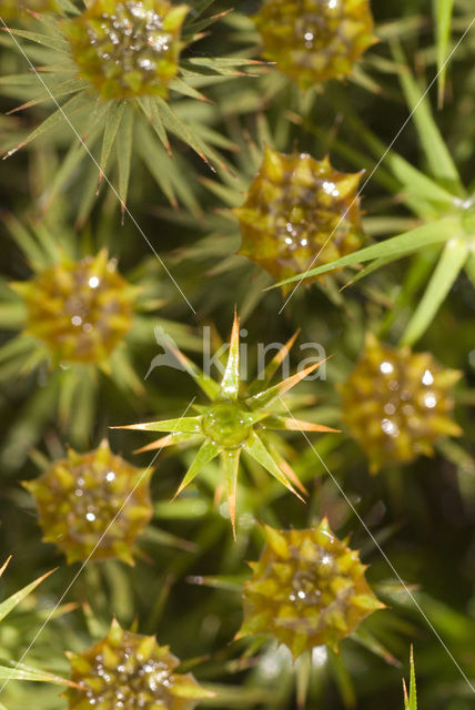 haircap moss (Polytrichum commune)