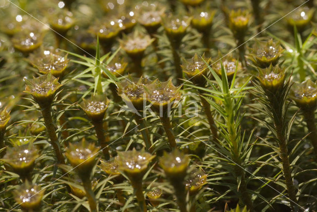 haircap moss (Polytrichum commune)