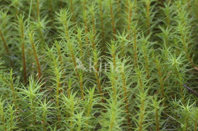 haircap moss (Polytrichum commune)