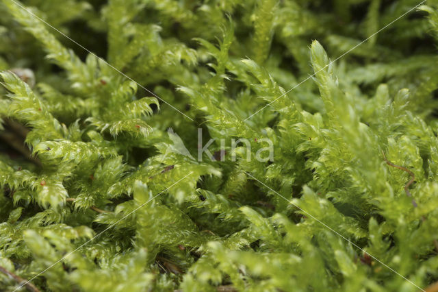 Cypress-leaved Plait-moss (Hypnum cupressiforme)