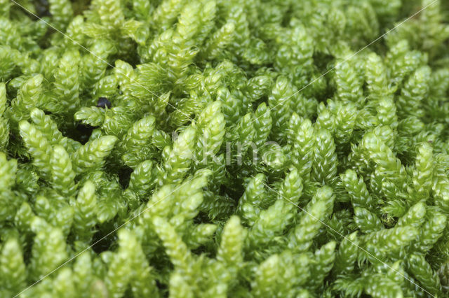 Cypress-leaved Plait-moss (Hypnum cupressiforme)