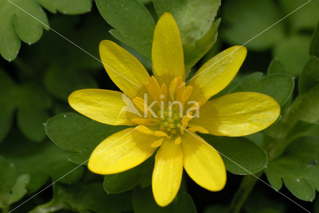 Lesser Celandine (Ranunculus ficaria subsp. bulbilifer)