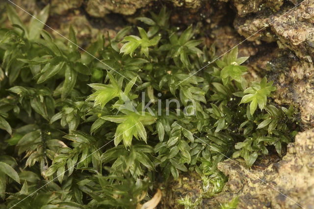 Swan’s-neck Thyme-moss (Mnium hornum)