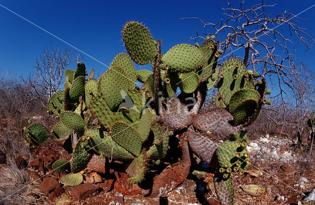 Giant Pricklypear Cactus (Opuntia echios)