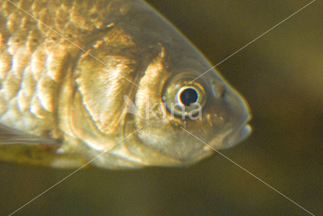 Prussian carp (Carassius gibelio)